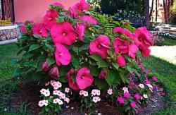 Sadnice - žbunaste vrste: Hibiskus mocvarni - hibiscus moscheutos